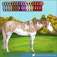 Horse Color:White Spotted Black Pearl Splash Rabicano