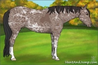 Horse Color:Bay Ice 