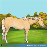 Horse Color:Gold Cream Champagne Rabicano 