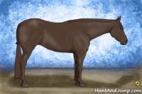Horse Color:Liver Chestnut 