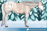 Horse Color:White Spotted Silver Brown Ice Dun Splash Appaloosa Rabicano 