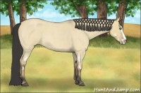Horse Color:Buckskin Roan Dun Splash Frame Rabicano 