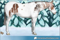 Horse Color:White Spotted Bay Tobiano