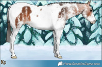 Horse Color:White Spotted Bay Tobiano 