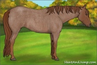 Horse Color:Red Roan