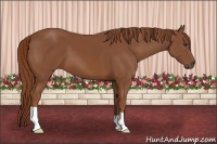 Horse Color:Chestnut 