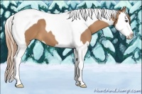 Horse Color:Chestnut Splash Tobiano 