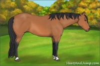Horse Color:Bay 