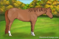 Horse Color:Unknown 