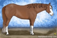 Horse Color:Chestnut Splash 