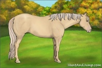 Horse Color:Gold Cream Champagne 