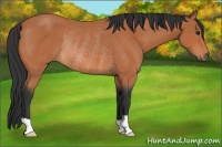 Horse Color:Bay Rabicano 