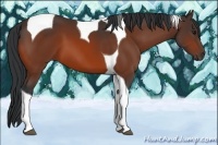 Horse Color:Bay Tobiano 