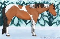 Horse Color:Bay Tobiano 