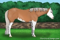 Horse Color:Silver Bay Sabino Splash 