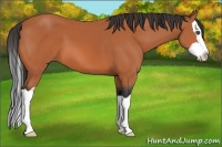 Horse Color:Bay Splash 