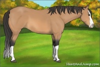 Horse Color:Buckskin Splash 