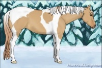 Horse Color:Red Dun Tobiano