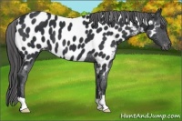 Horse Color:Black Near Leopard