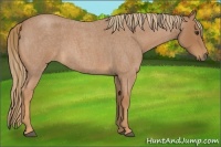 Horse Color:Red Roan Rabicano 