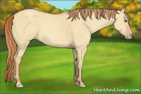 Horse Color:Gold Champagne Dun 