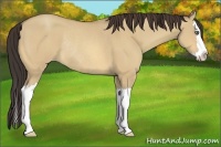 Horse Color:Amber Champagne Dun Sabino Splash Rabicano 