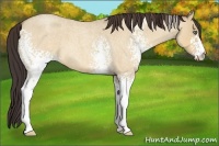 Horse Color:White Spotted Amber Champagne Roan Dun