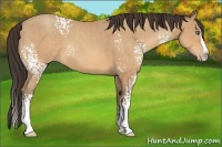 Horse Color:White Spotted Amber Champagne Roan Splash 