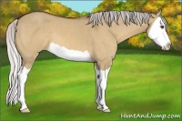 Horse Color:Silver Bay Dun Splash 