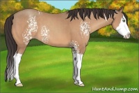 Horse Color:White Spotted Amber Champagne Splash 