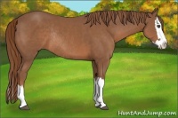 Horse Color:Chestnut Sabino Splash Rabicano