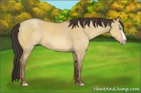 Horse Color:Amber Champagne Dun Splash Rabicano 