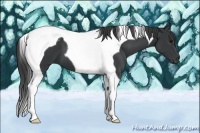 Horse Color:Black Tobiano
