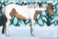 Horse Color:Buckskin Tobiano