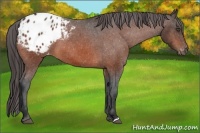 Horse Color:Bay Appaloosa