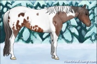 Horse Color:Bay Tobiano Appaloosa 