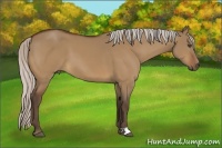 Horse Color:Silver Bay Dun 