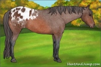 Horse Color:Bay Appaloosa
