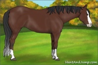 Horse Color:Bay Splash 