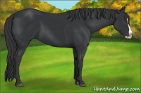 Horse Color:Black Splash