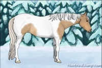 Horse Color:Silver Buckskin Tobiano Rabicano