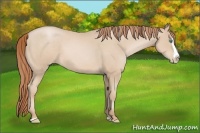 Horse Color:Smoky Black Pearl Sabino Splash Rabicano 