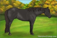 Horse Color:Liver Chestnut Rabicano
