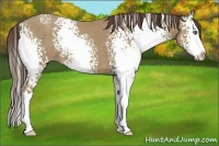 Horse Color:White Spotted Classic Champagne Splash 