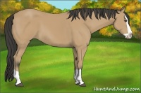 Horse Color:Buckskin Splash 