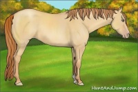 Horse Color:Gold Champagne Dun Rabicano