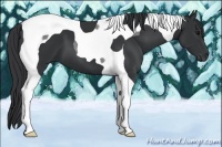Horse Color:Black Tobiano 