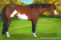 Horse Color:Bay Frame 