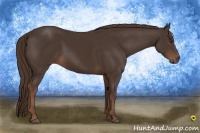 Horse Color:Liver Chestnut 