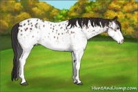 Horse Color:White Spotted Bay Appaloosa Rabicano